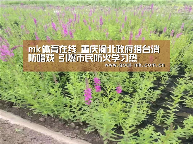 mk体育在线